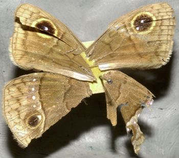 Media type: image;   Entomology 19567 Aspect: habitus ventral view